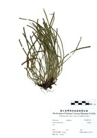 藏品(書帶蕨)的圖片